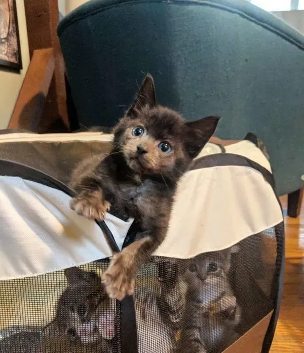 小黑猫因潮湿掉毛 新长毛后竟变身灰脸猫 | 猫