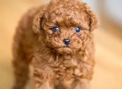 泰迪犬怎么养   幼犬在出生后6周左右就断奶 | 泰迪