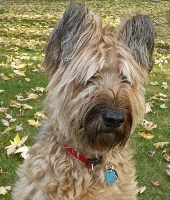 伯瑞犬的性格    与人相处热情愉快 | 伯瑞犬