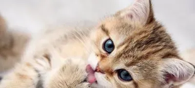 猫气管支气管炎 猫气管炎的病因及防治的方法 | 猫