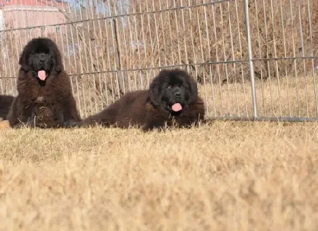 纽芬兰犬|纽芬兰犬流脓鼻涕应该怎么办