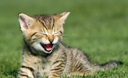 猫的视力怎么样 猫咪的视力十分敏锐 | 猫