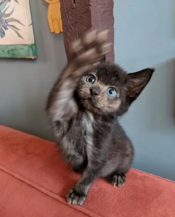 小黑猫因潮湿掉毛 新长毛后竟变身灰脸猫