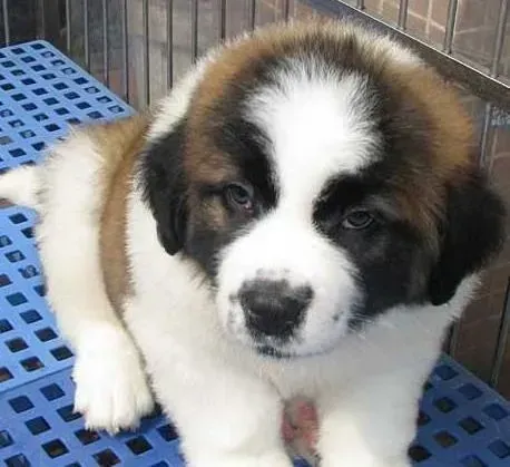圣伯纳犬|圣伯纳犬怀孕35天咳嗽吃什么药治疗好