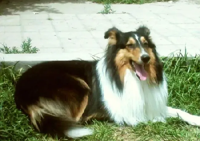苏格兰牧羊犬|春季护理大集合 怎样照顾好苏格兰牧羊犬