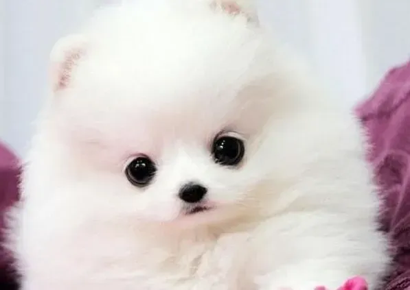 博美犬|家有孕妇饲养博美犬的三大纪律