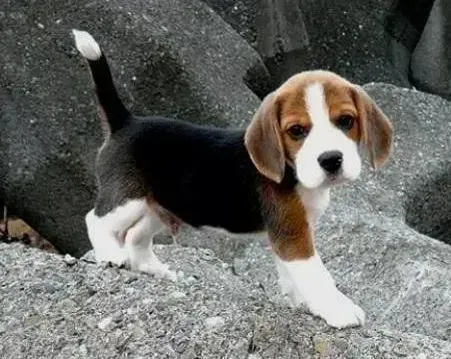 比格犬|比格犬挑食怎么办