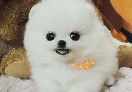 博美犬|博美犬刚生完宝宝不吃东西可怎么办