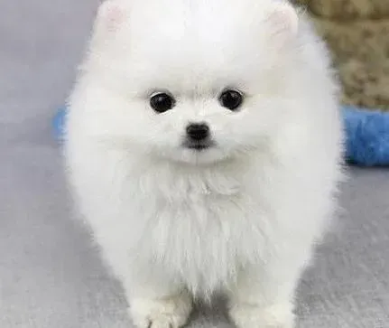 博美犬|博美犬最近皮肤发红，脱毛是皮肤病吗