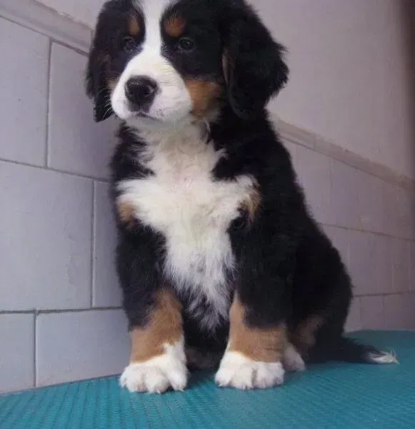 伯恩山犬|伯恩山犬吃完狗粮就呕吐是为什么
