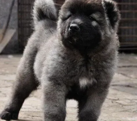 高加索犬|导致高加索犬拉软便的原因