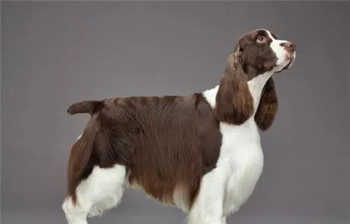 史宾格犬掉毛厉害吗 春秋季掉毛比较厉害 | 史宾格犬