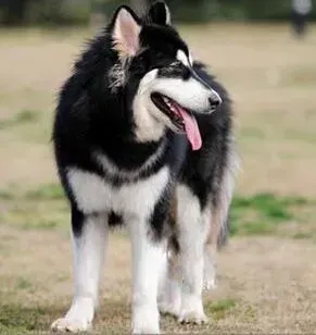 阿拉斯加犬|训练室内犬 怎样教导室内饲养的阿拉斯加犬