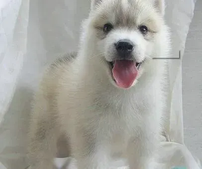 哈士奇|饲养哈士奇幼犬时主人必须要知道的事情