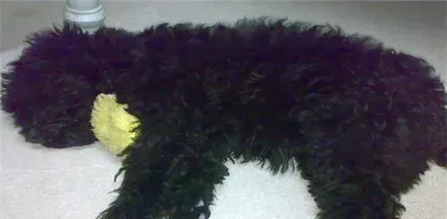 凯利蓝梗属于什么犬 凯利蓝梗犬是中型犬 | 凯利蓝梗