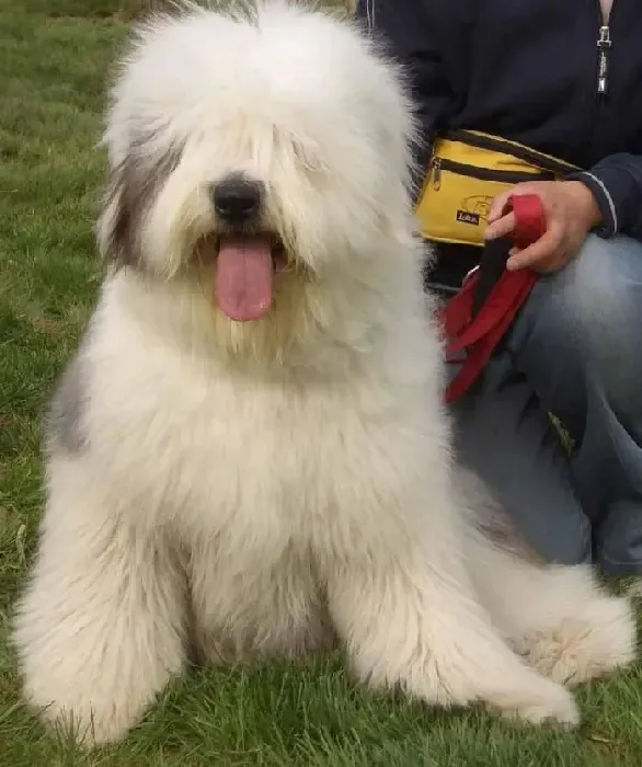 古代牧羊犬|求诊断 我家古代牧羊犬不爱吃饭鼻子干是怎么了