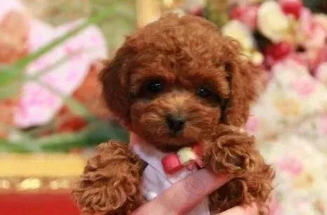 贵宾犬|自家的贵宾犬智商很高 但是不喜欢学习怎么办