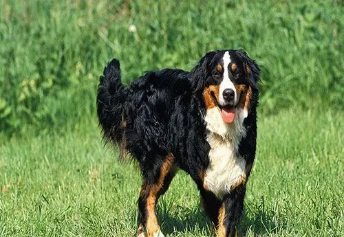 伯恩山犬的缺点有哪些 伯恩山犬心理成熟慢 | 伯恩山犬