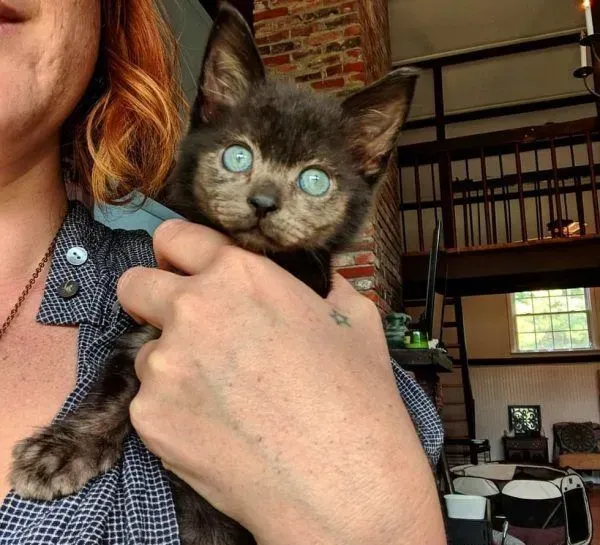 小黑猫因潮湿掉毛 新长毛后竟变身灰脸猫 | 猫