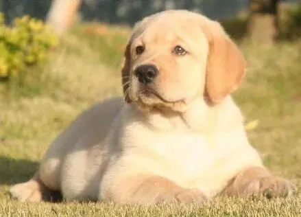 拉布拉多|拉布拉多犬厌食的行为应该如何纠正