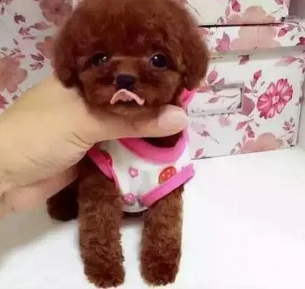 泰迪犬|泰迪犬口吐白沫事后还能吃东西应吃什么药