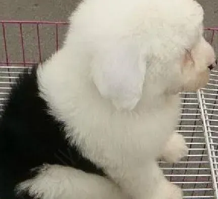 古代牧羊犬|每周一日一练 古代牧羊犬在狗笼训练期间应知四点