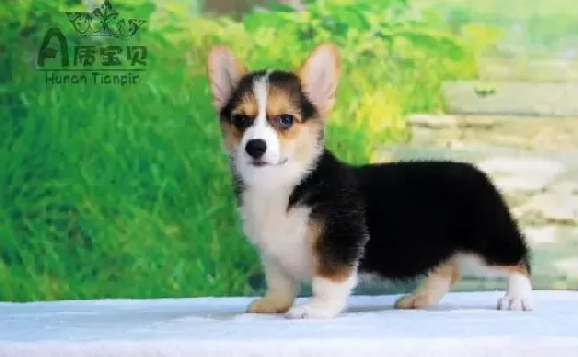 柯基犬|护理常识 如何照顾好一只健康的柯基犬