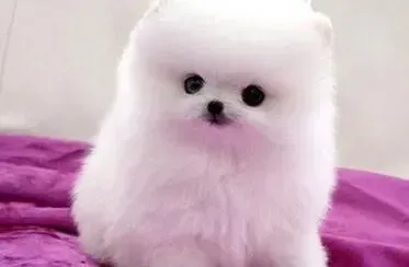 博美犬|最难打理博美犬毛发的时间是什么时候