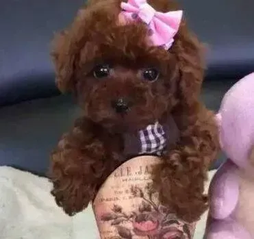 泰迪犬|泰迪犬为什么会出现便秘情况 如何医治它