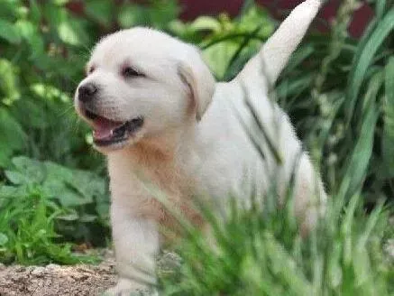 拉布拉多|拉布拉多犬不吃不喝，没精神是怎么了