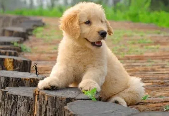 金毛|我家金毛犬洗完澡后突然不活泼了，好担心