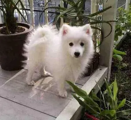 银狐犬|怎样让乱咬东西的银狐犬变得有规有矩