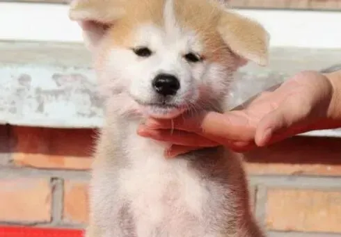 秋田犬|秋田犬打完疫苗就洗澡有什么后果
