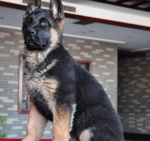 德国牧羊犬|主人外出时德国牧羊犬应该怎么办