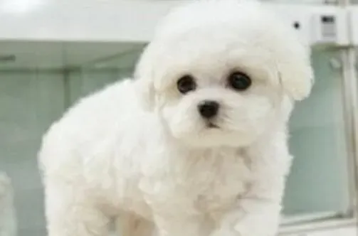 比熊犬|比熊母犬在怀孕期间要如何“安胎”
