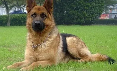 德国牧羊犬|饲养德国牧羊犬时哪些要点不能忽视