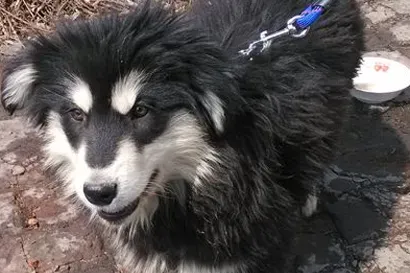 芬兰拉普猎犬怎么养 要足够的耐心和细心 | 芬兰拉普猎犬