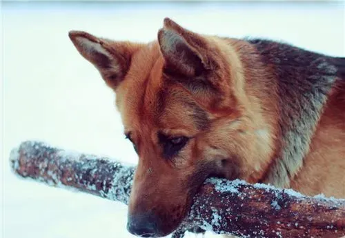 德国牧羊犬训练教程 听到其他口令之前一直保持坐姿 | 德国牧羊犬