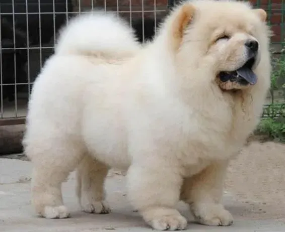松狮犬|新生的松狮犬幼犬具备哪些最基本的生理特征
