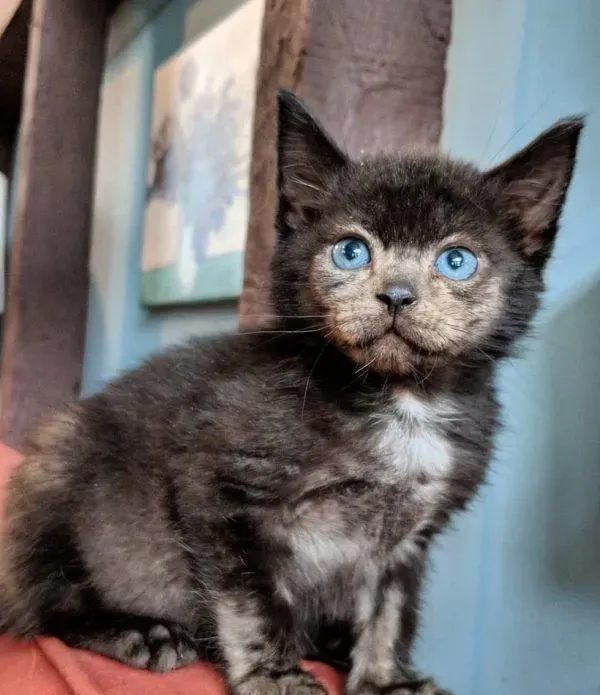 小黑猫因潮湿掉毛 新长毛后竟变身灰脸猫 | 猫