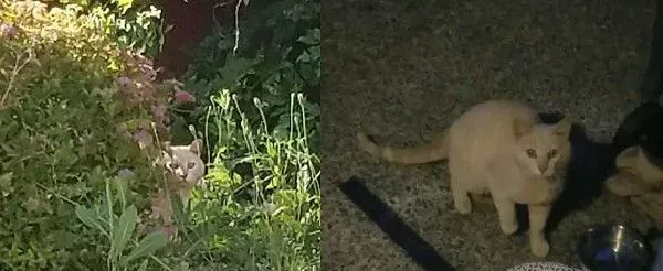 放饭官和不愿进屋的猫咪来日方长 | 猫
