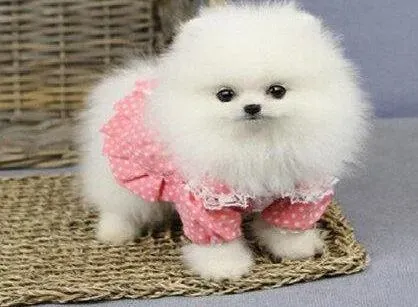 博美犬|博美犬的便便上有一层白色的黏糊状东西是什么情况