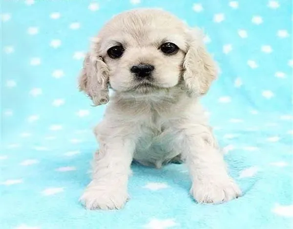 可卡犬|可卡犬意外事故的处理方法有哪些