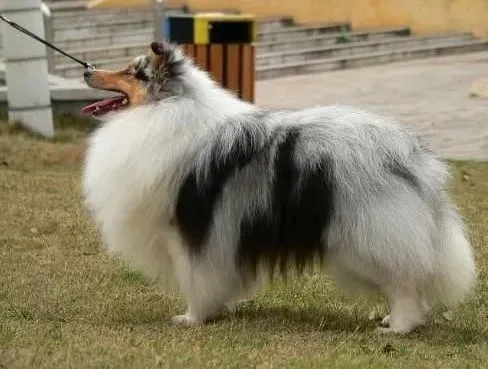 喜乐蒂|健康常识之喜乐蒂犬患上肥胖症的原因及危害