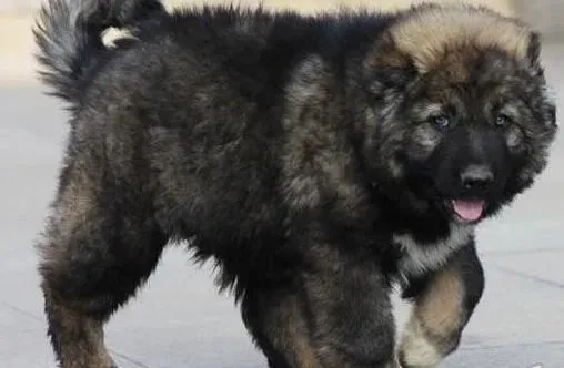 高加索犬|了解高加索犬成长周期有助于主人饲养