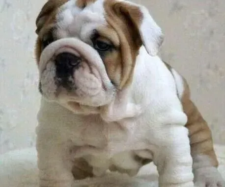 英国斗牛犬|两个月的斗牛犬适合吃什么狗粮