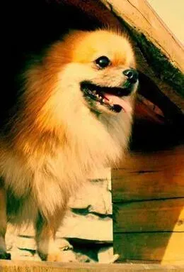 博美犬|除蚤双管齐下 替博美犬驱除跳蚤的方法