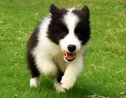 边境牧羊犬|训练边境牧羊犬应该吃些什么