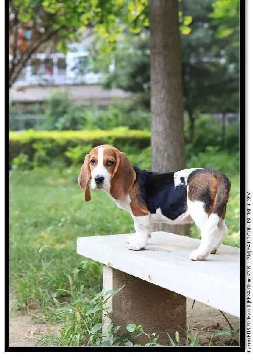 比格犬|比格犬本来活泼乖巧为什么会突然变得深沉忧郁