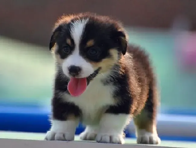 柯基犬|什么原因造成柯基犬流眼泪